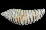 Cretaceous Fossil Oyster (Rastellum) - Madagascar #69642-2